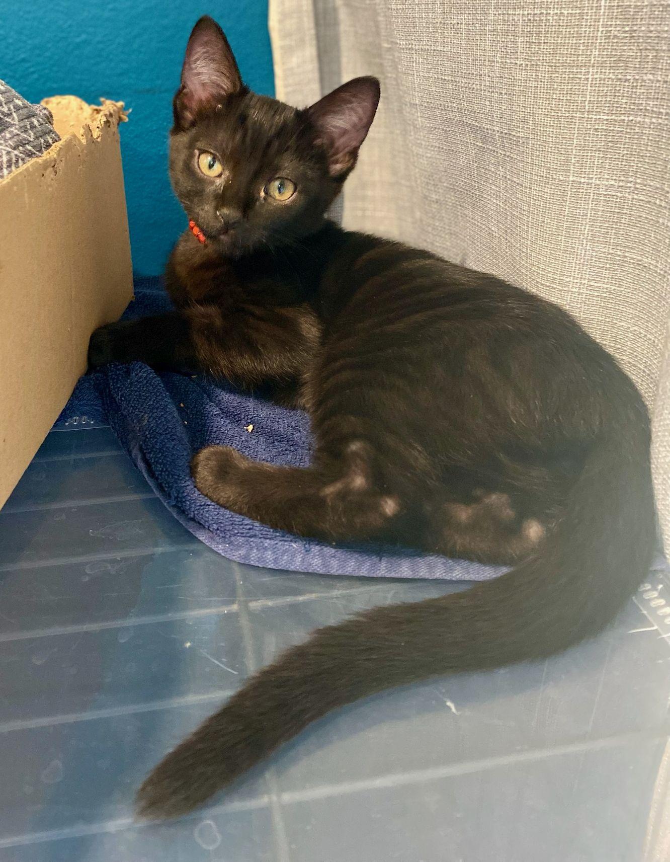 Wynonna, a Adoptable Domestic Short Hair in Seal Beach, CA image 3/3