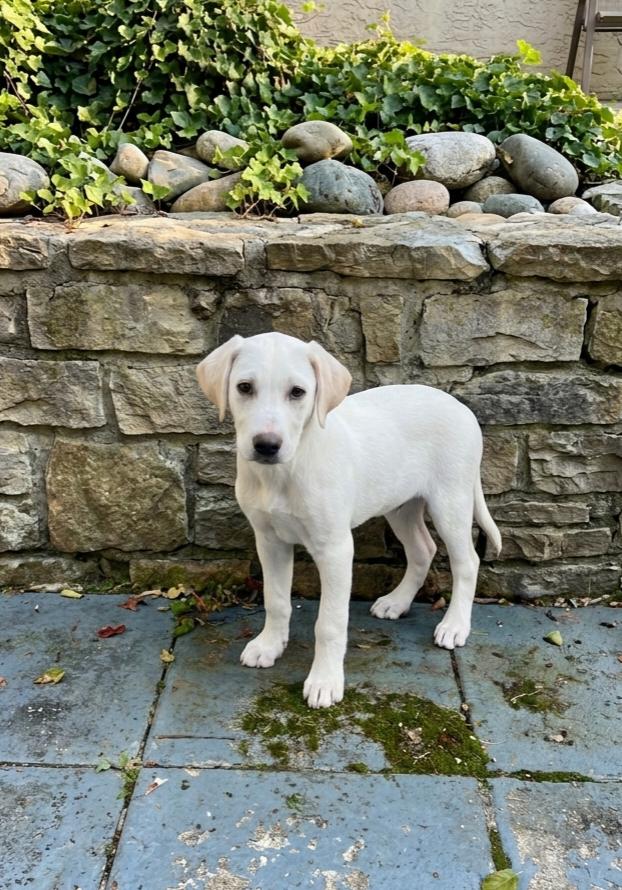 Enlarge **SCHOONER**, a Adopted Labrador Retriever in North Prairie, WI image 1/3