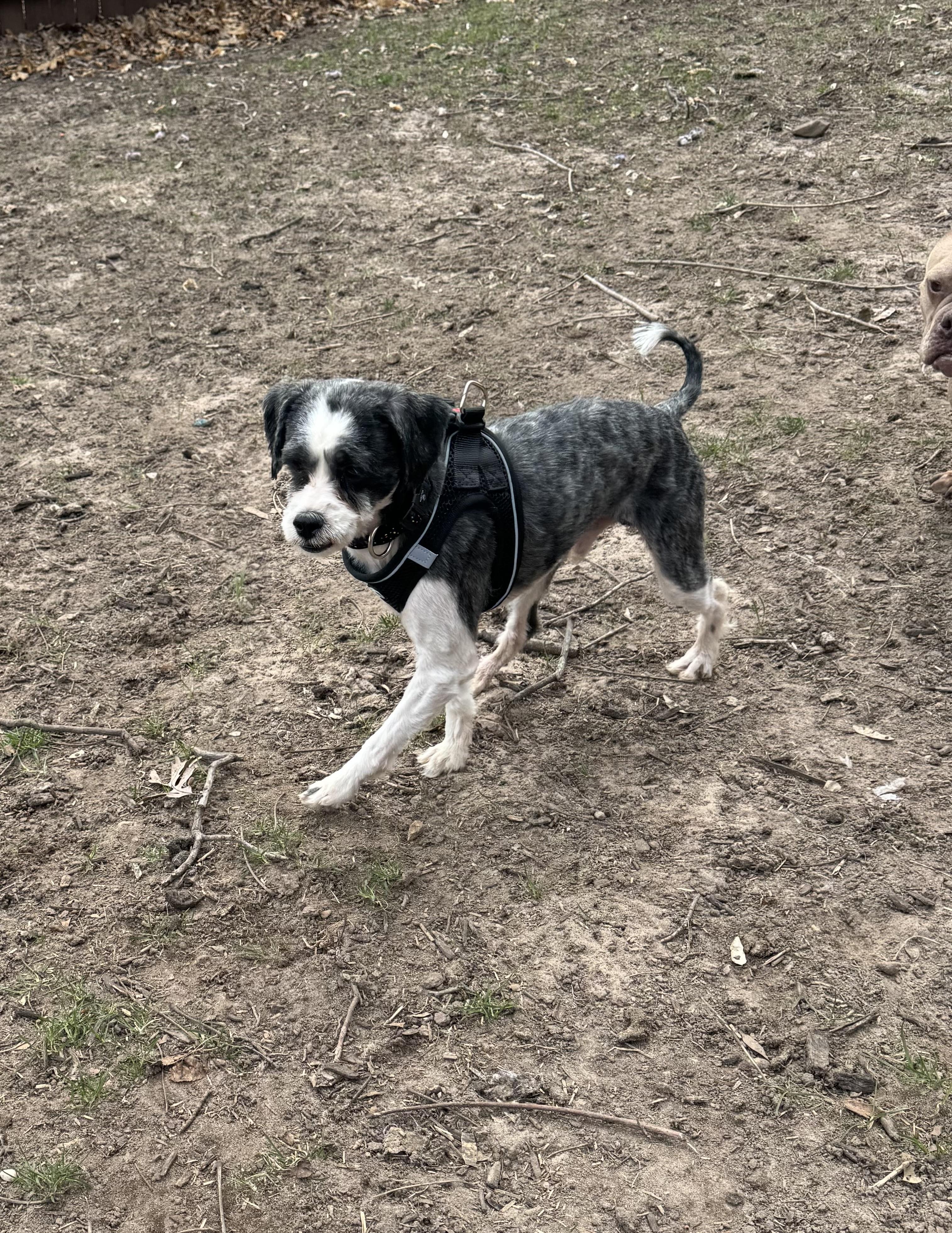 Enlarge Mason , a ADOPTABLE mixed breed in North Freedom, WI image 2/4