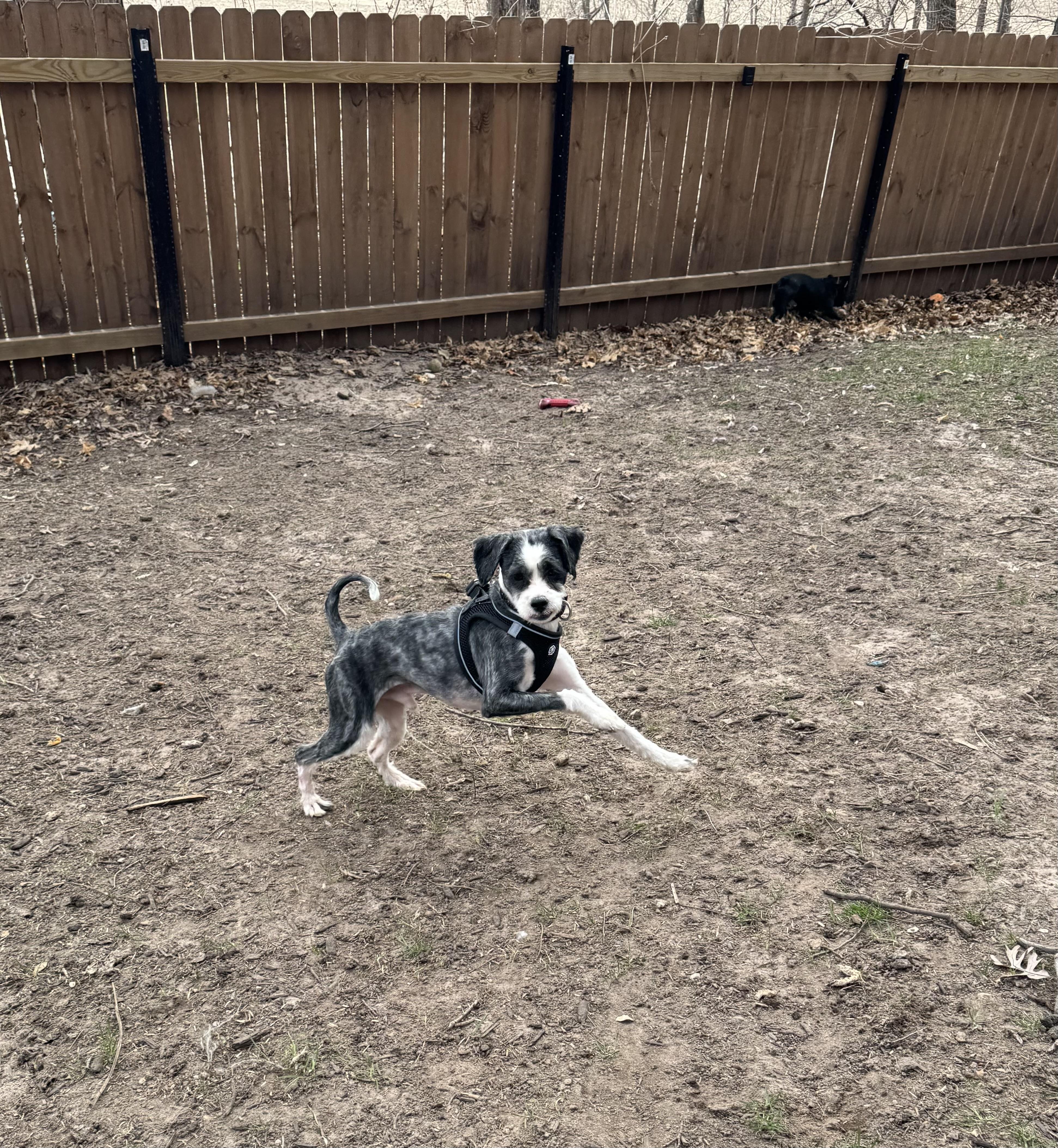 Enlarge Mason , a ADOPTABLE mixed breed in North Freedom, WI image 3/4