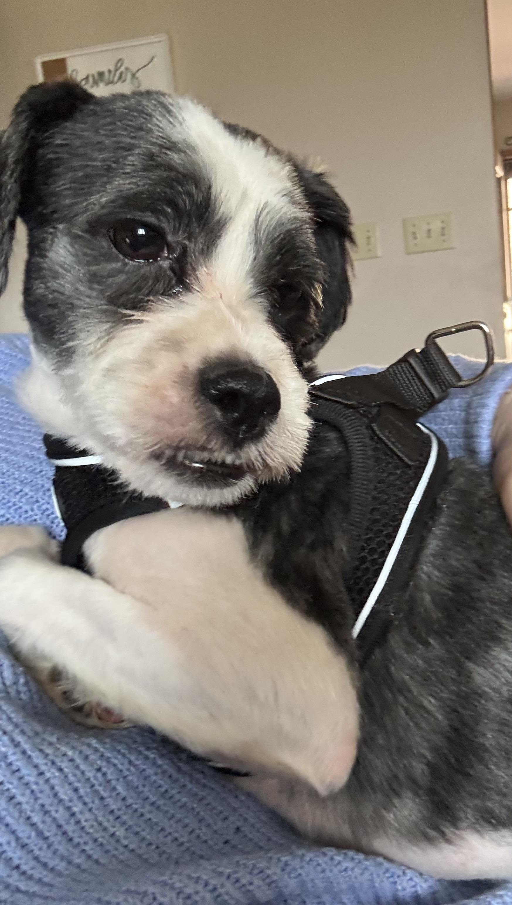 Enlarge Mason , a ADOPTABLE mixed breed in North Freedom, WI image 4/4