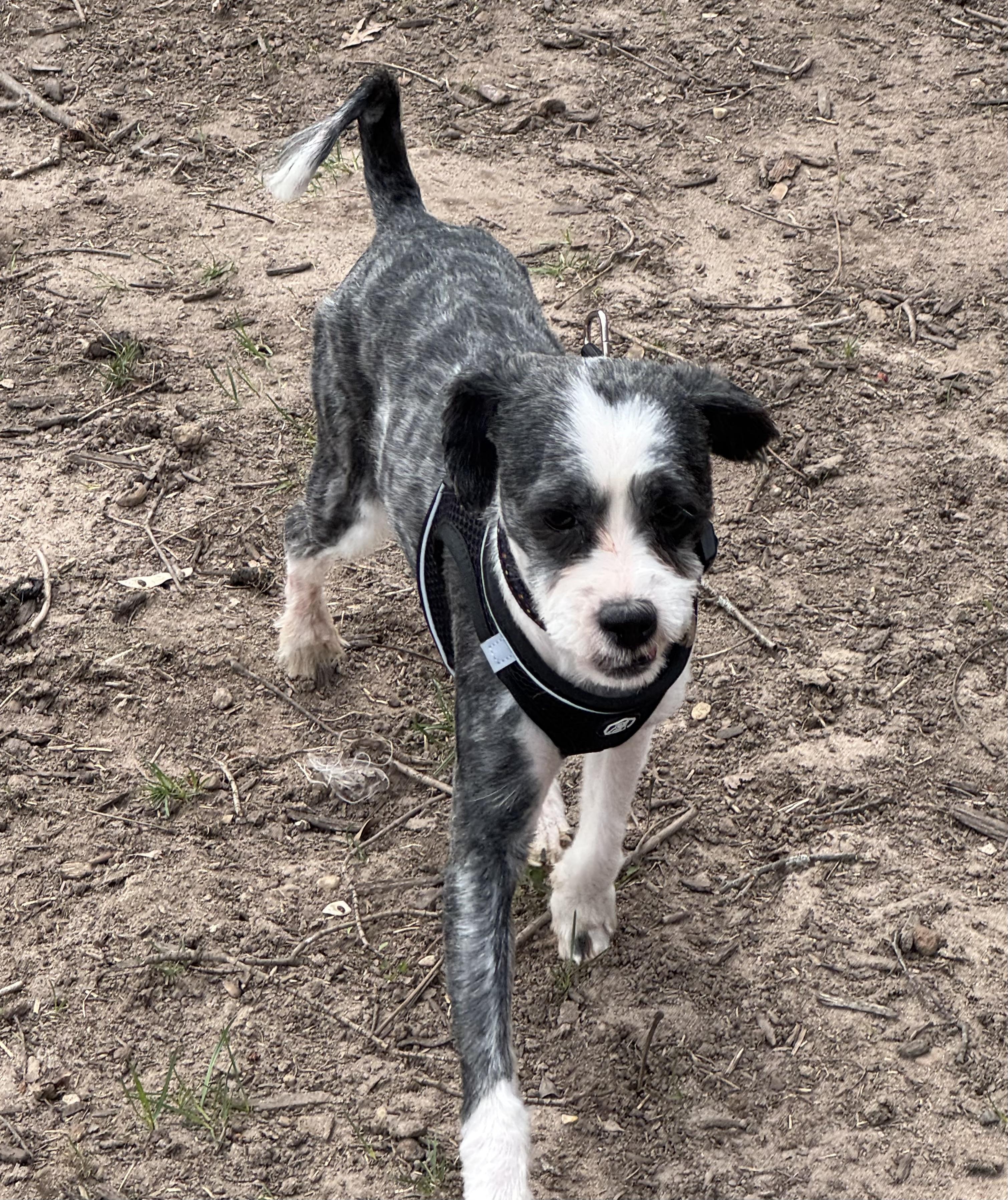 Enlarge Mason , a ADOPTABLE mixed breed in North Freedom, WI image 1/4