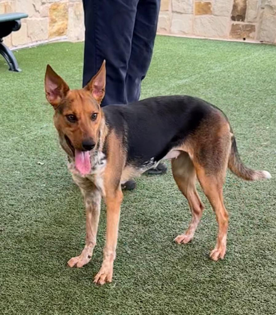 Lanna, Adoptable, Young Female Australian Cattle Dog / Blue Heeler.