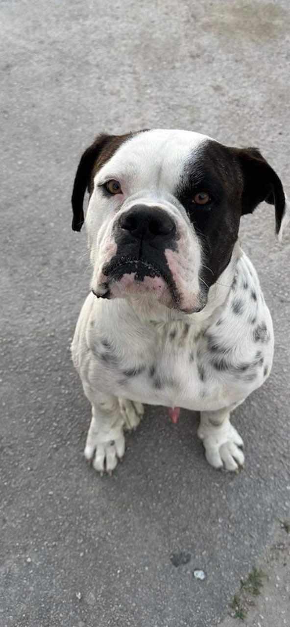 Milo, Adopted, Young Male Pit Bull Terrier.