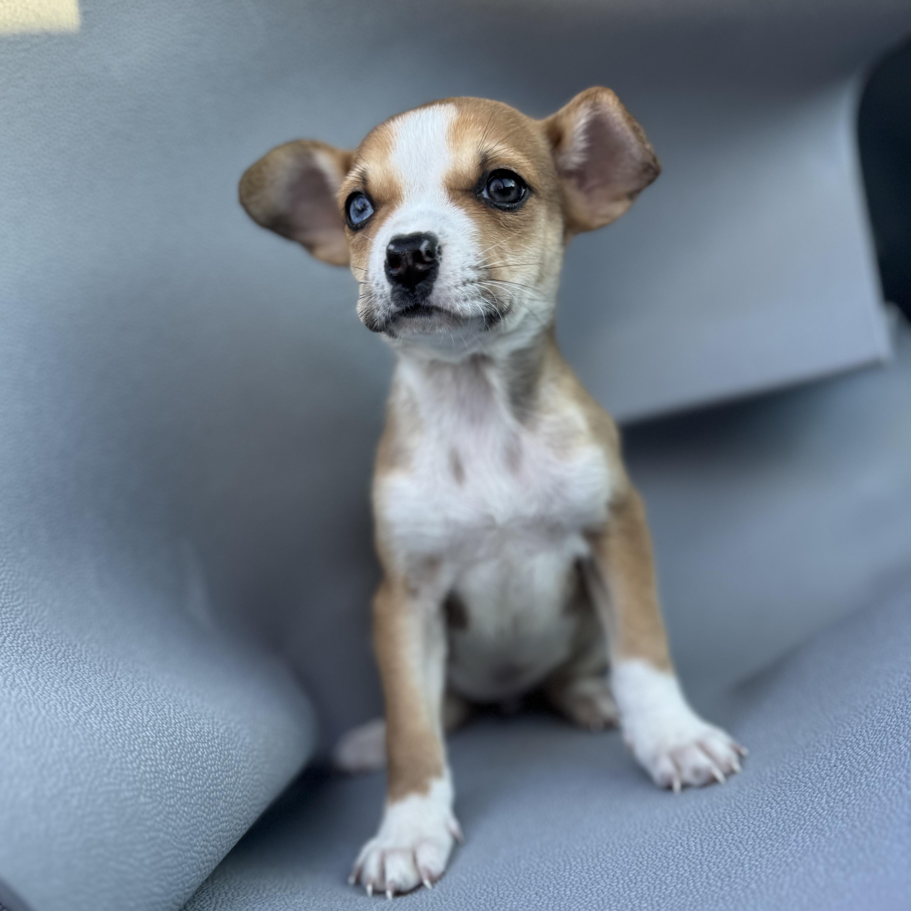 Truffle , Adoptable, Puppy Female Mixed Breed.