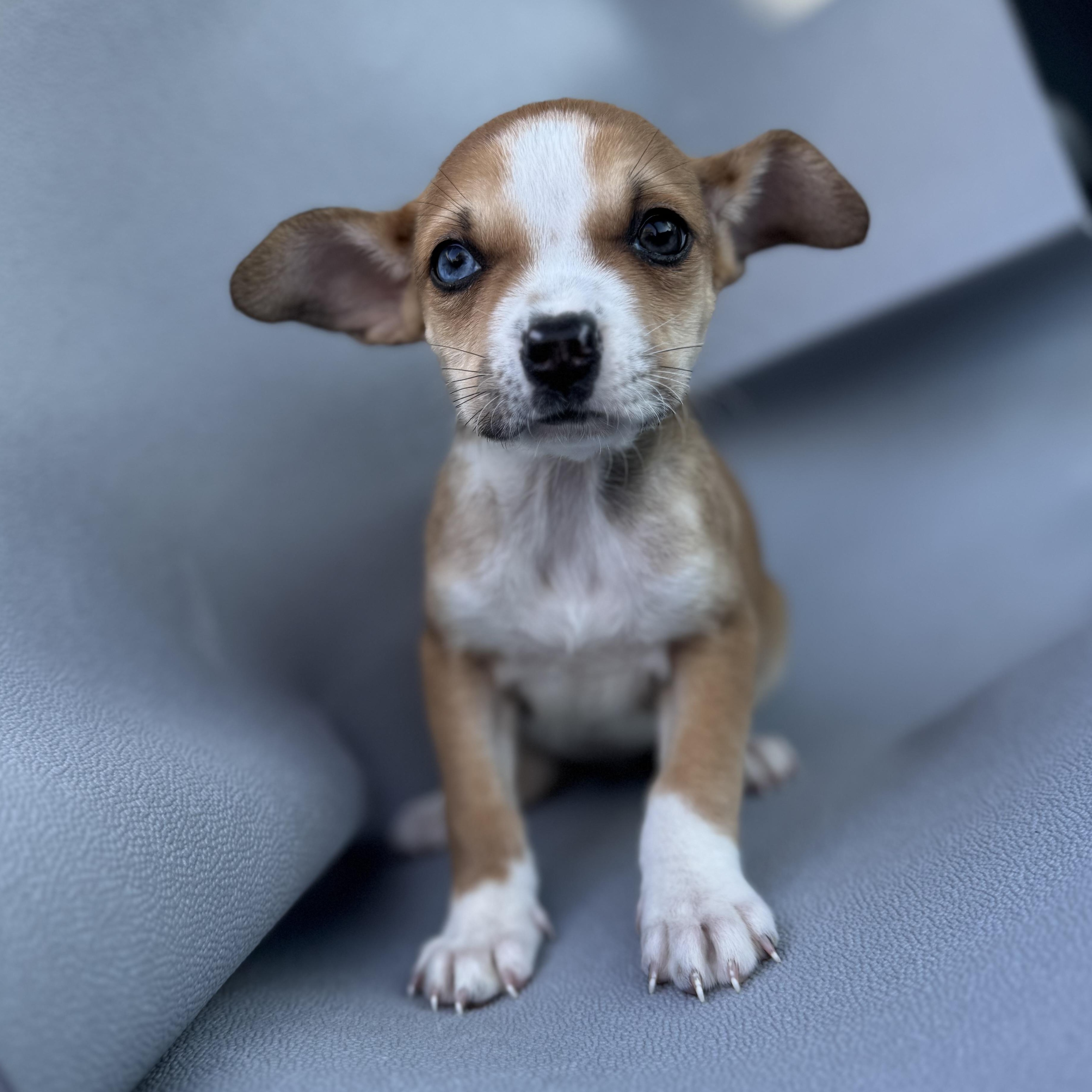 Enlarge Truffle , a Adoptable mixed breed in Henderson, NV image 3/3