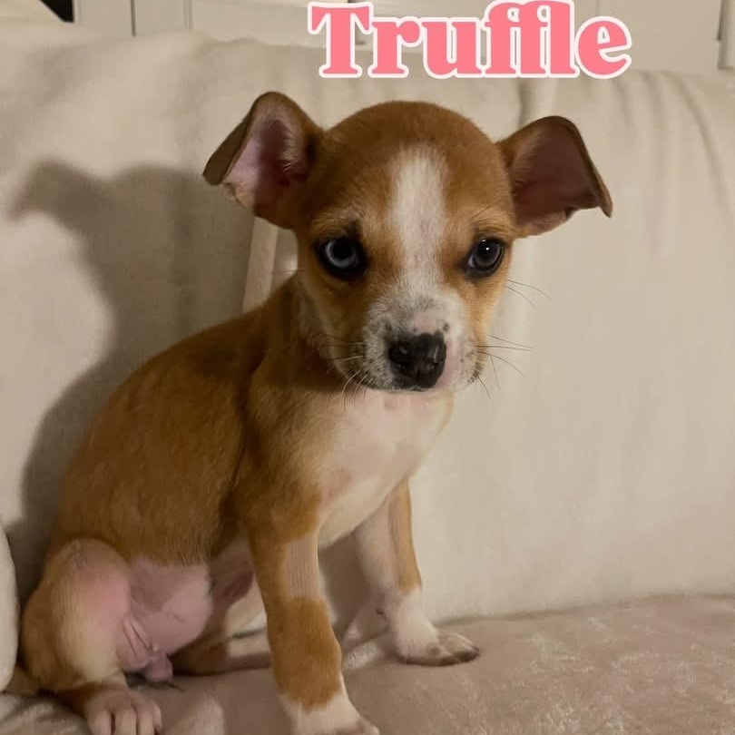 Enlarge Truffle , a Adoptable mixed breed in Henderson, NV image 2/3