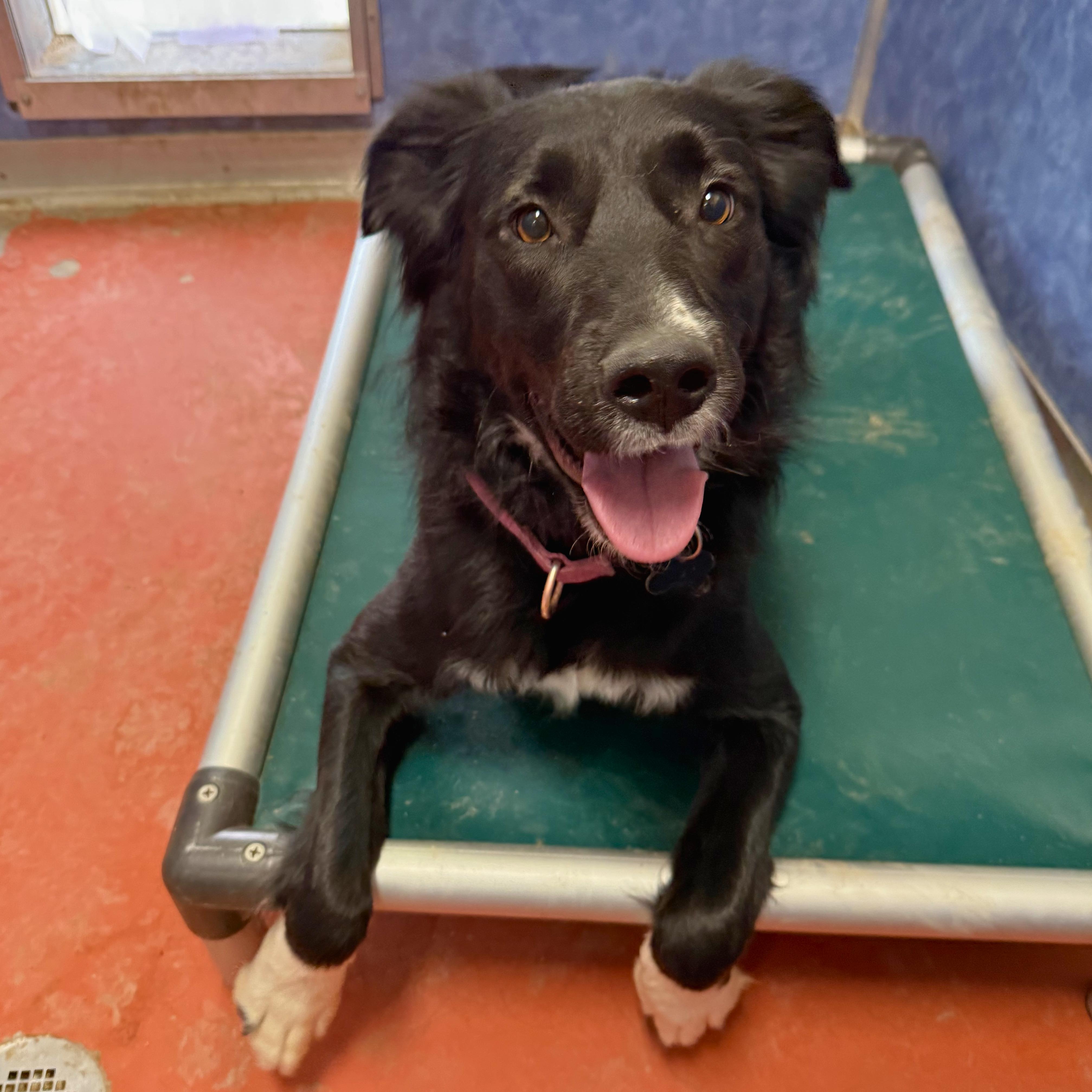 Enlarge Koda, a Adoptable mixed breed in Ridgway, CO image 4/6