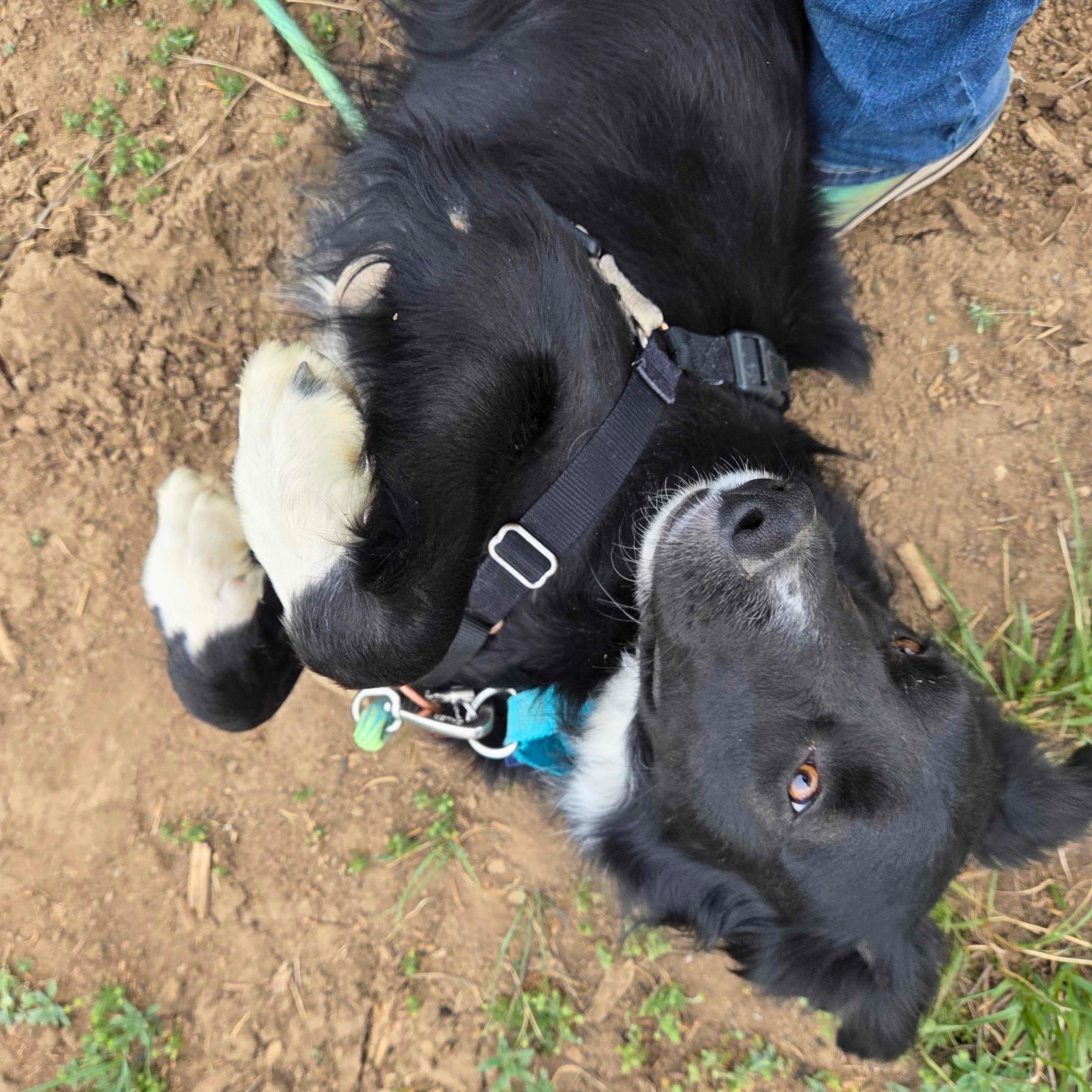 Enlarge Koda, a Adoptable mixed breed in Ridgway, CO image 2/6