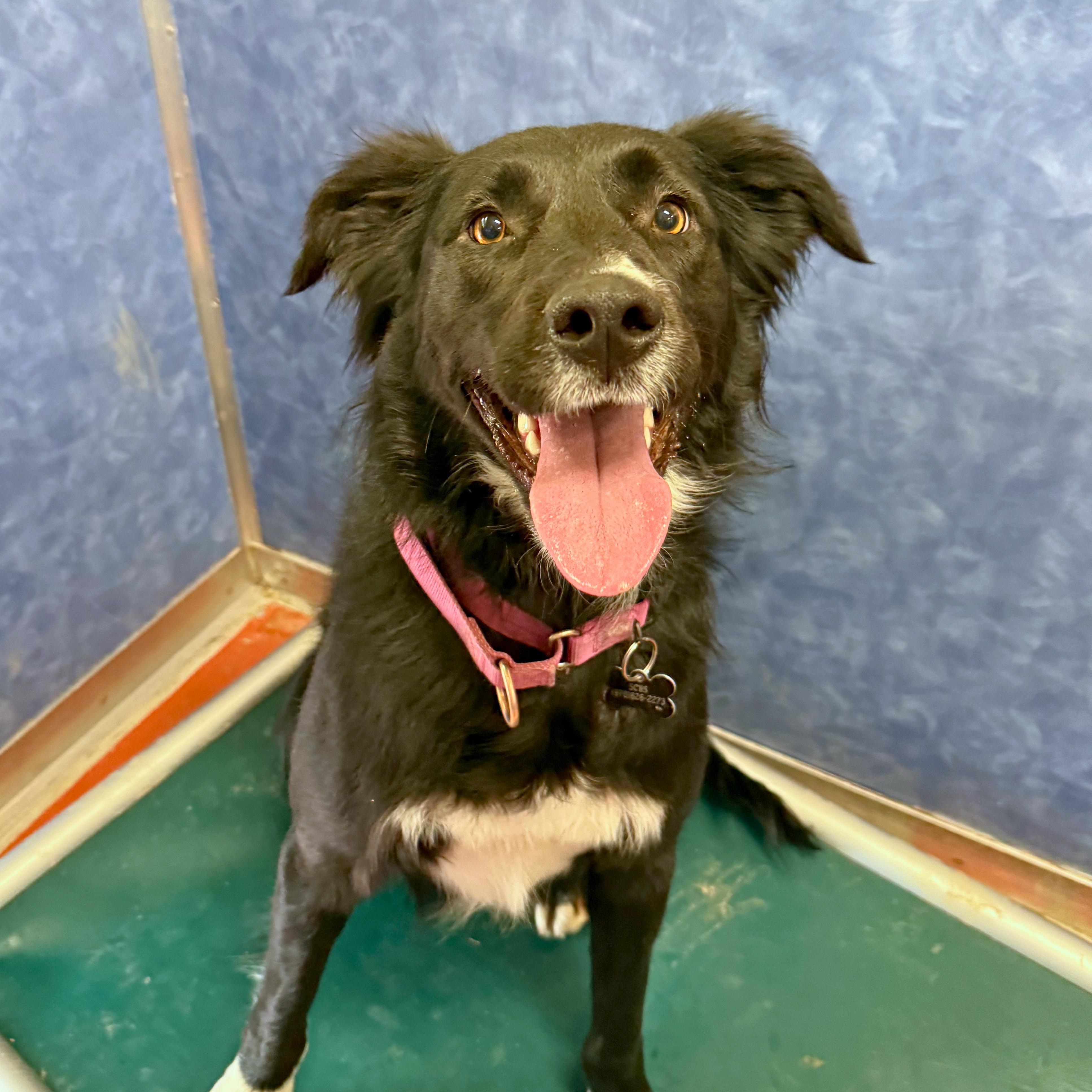 Enlarge Koda, a Adoptable mixed breed in Ridgway, CO image 5/6