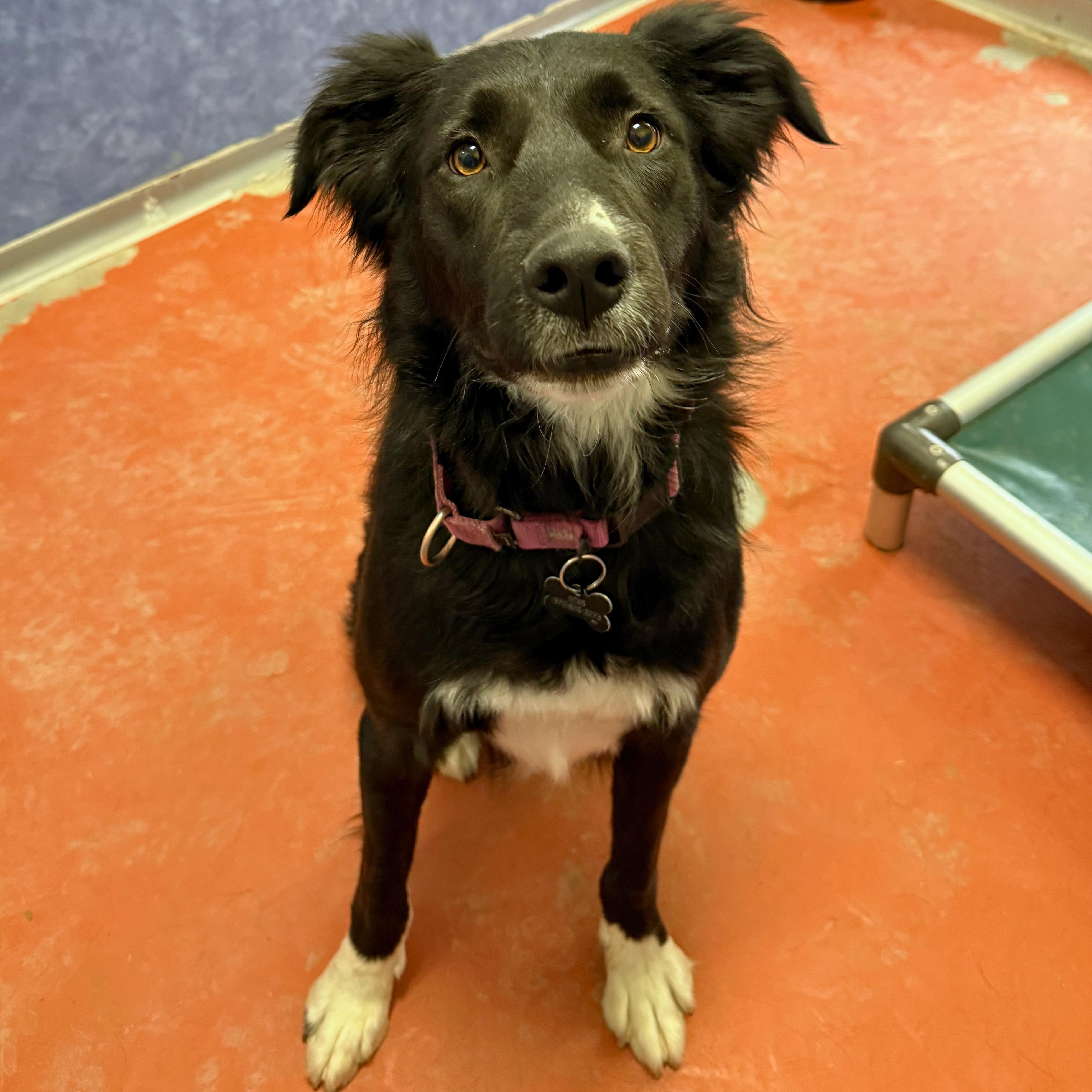 Enlarge Koda, a Adoptable mixed breed in Ridgway, CO image 6/6