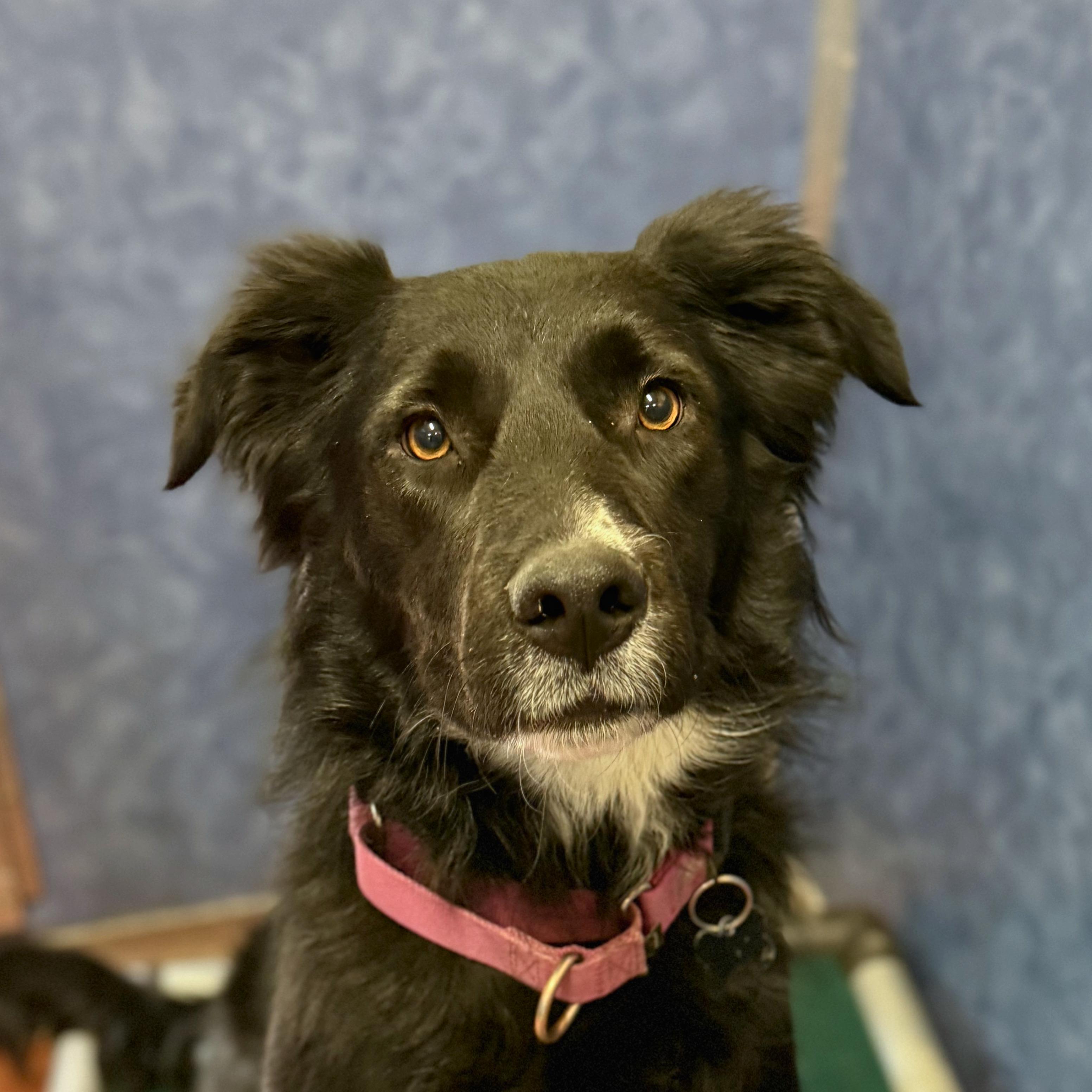 Enlarge Koda, a Adoptable mixed breed in Ridgway, CO image 3/6