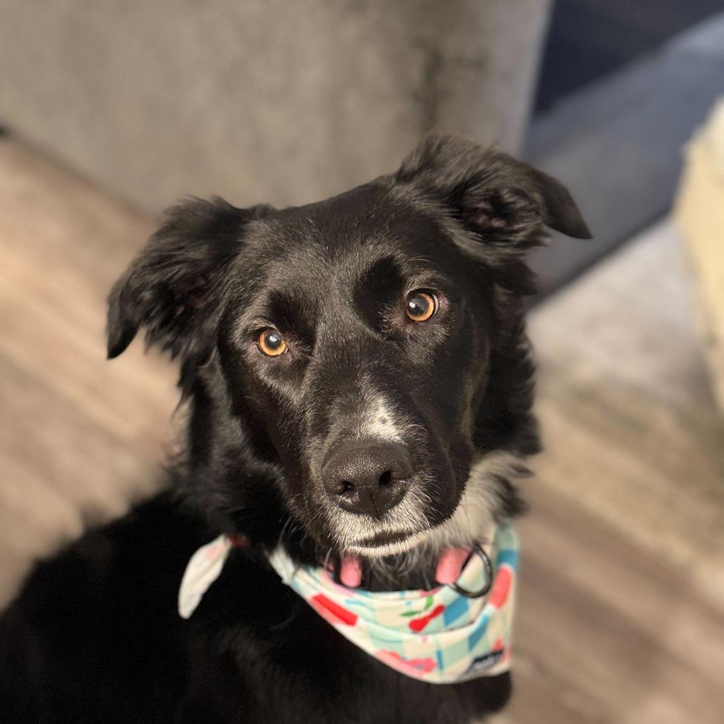 Koda, Adoptable, Young Female Border Collie & Mixed Breed.