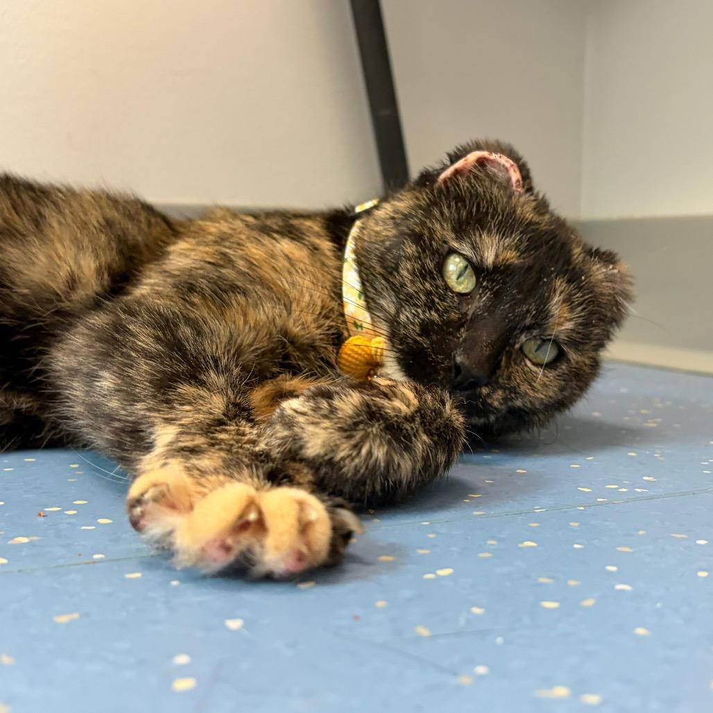 Enlarge Dove (Greta), a Adoptable Domestic Short Hair in Watertown, NY image 5/6
