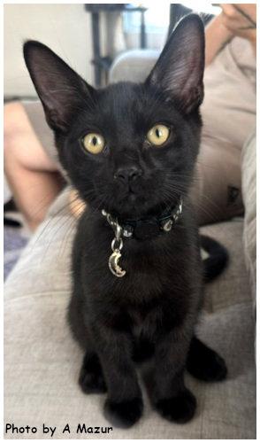 Cook, Adoptable, Kitten Male Domestic Short Hair.