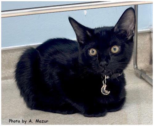Cook, a Adoptable Domestic Short Hair in Oak Ridge, TN image 2/3
