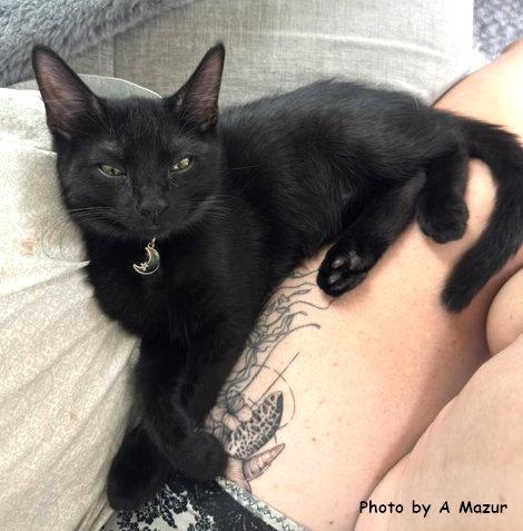 Cook, a Adoptable Domestic Short Hair in Oak Ridge, TN image 3/3