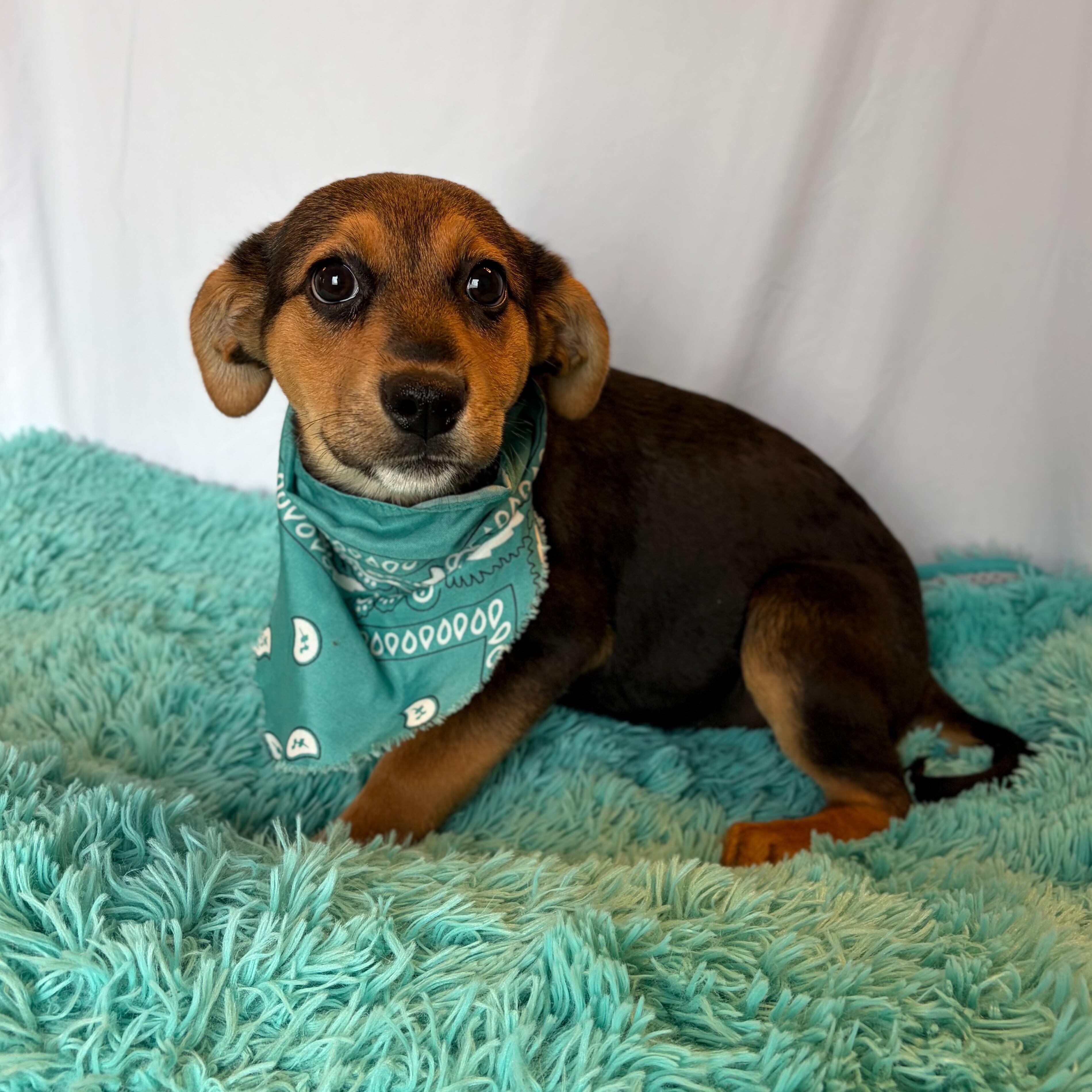 Tuliptree, Adoptable, Puppy Female Mixed Breed.