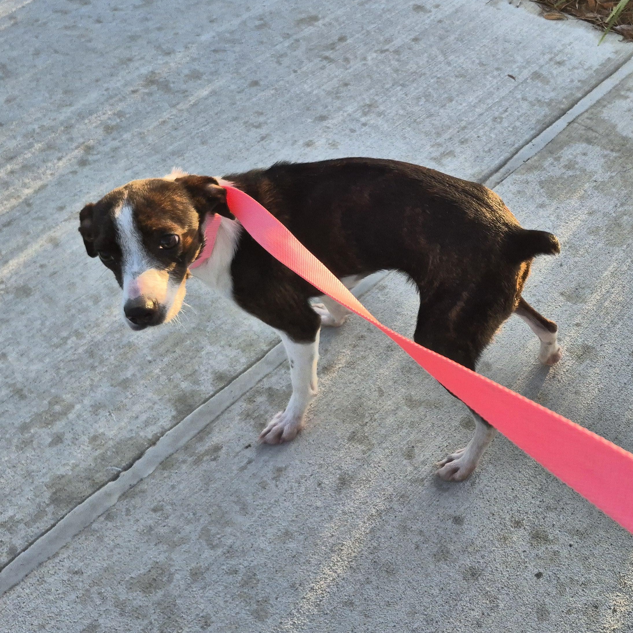 Enlarge Jenna Marbles , a ADOPTABLE mixed breed in metairie, LA image 5/5