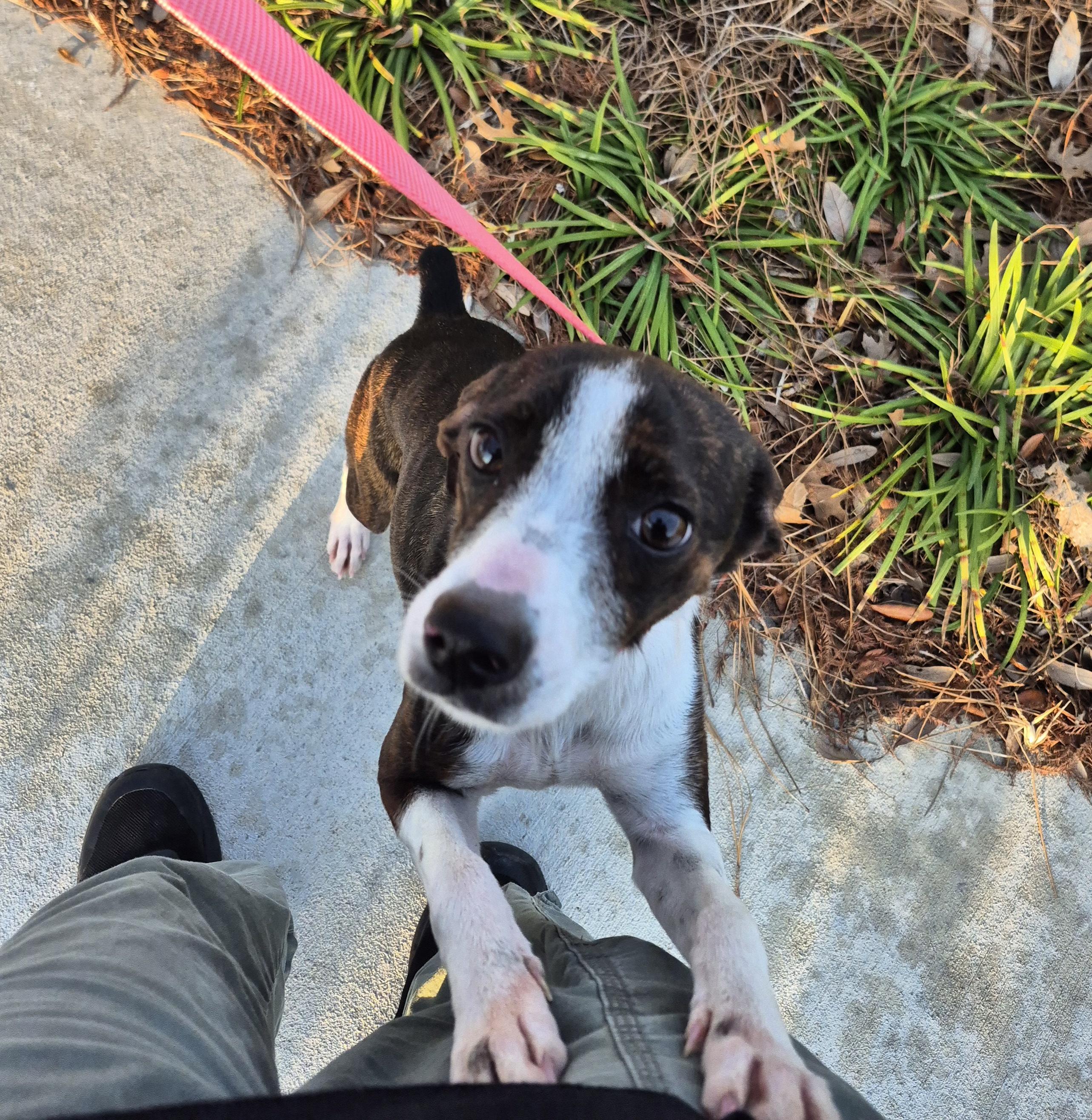 Enlarge Jenna Marbles , a ADOPTABLE mixed breed in metairie, LA image 3/5