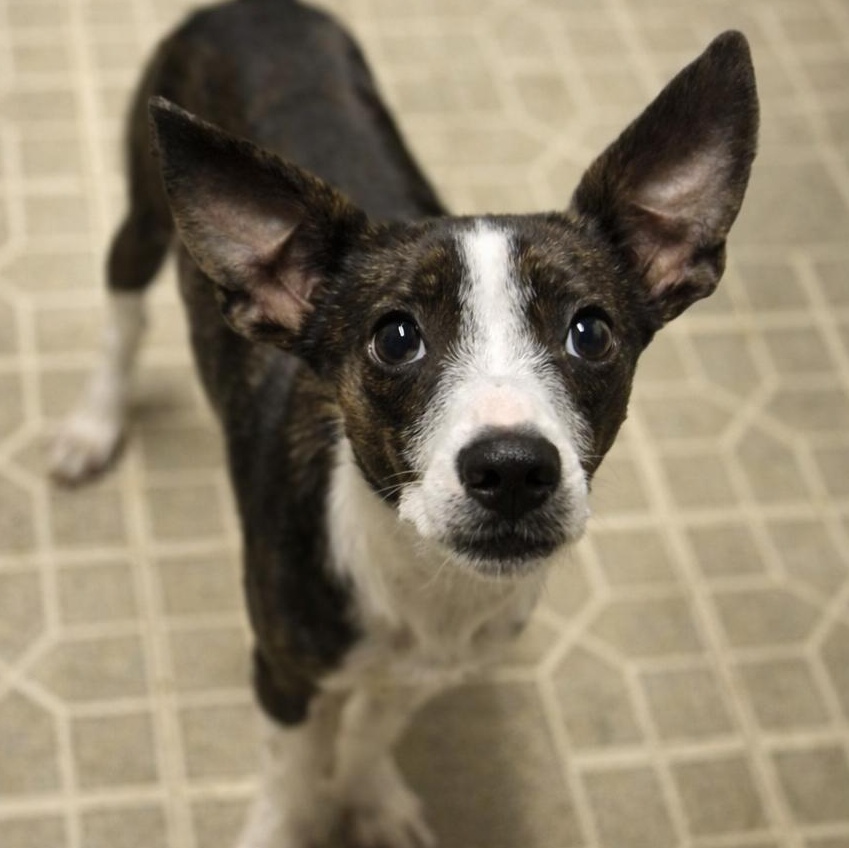 Enlarge Jenna Marbles , a ADOPTABLE mixed breed in metairie, LA image 1/5