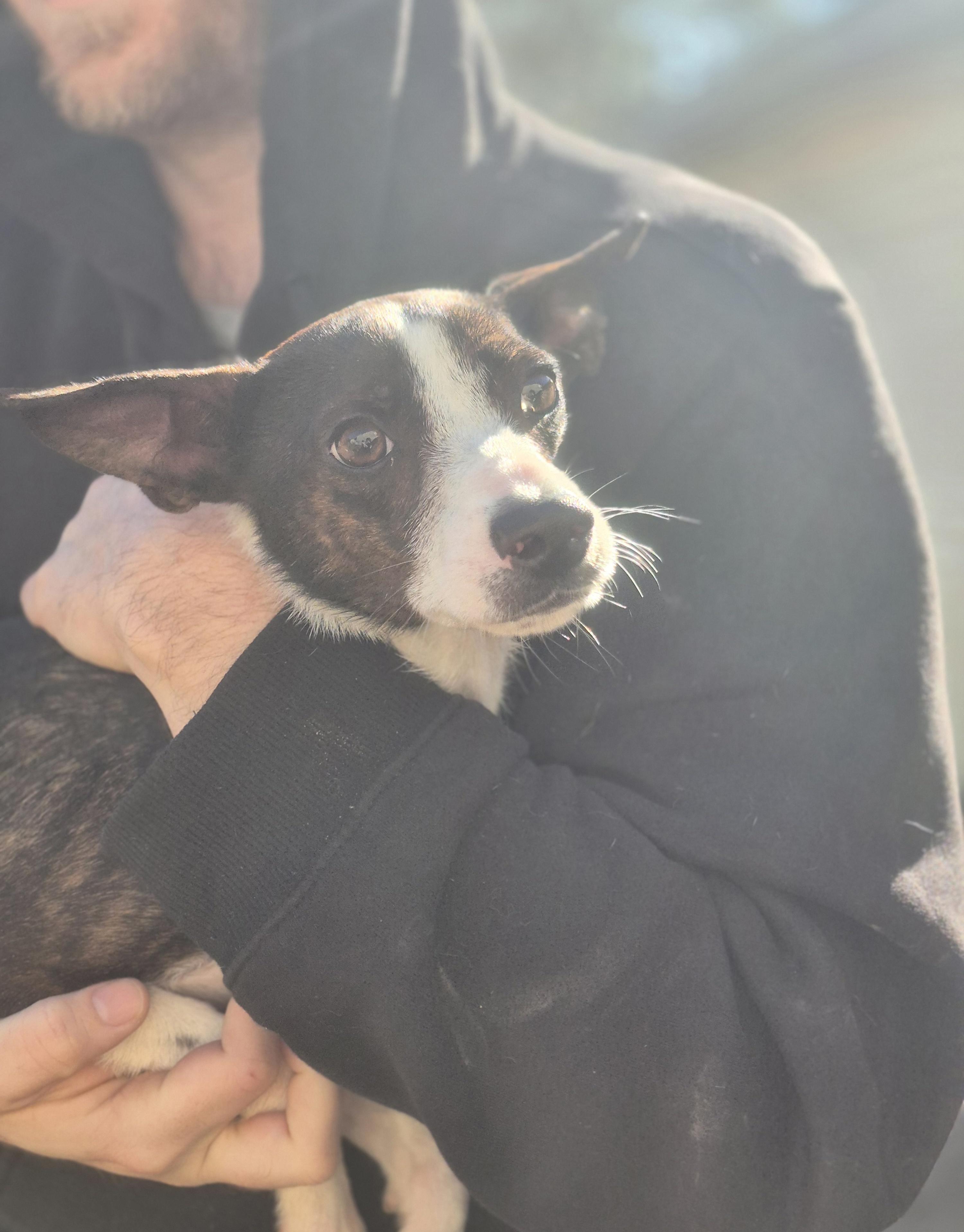 Enlarge Jenna Marbles , a ADOPTABLE mixed breed in metairie, LA image 2/5