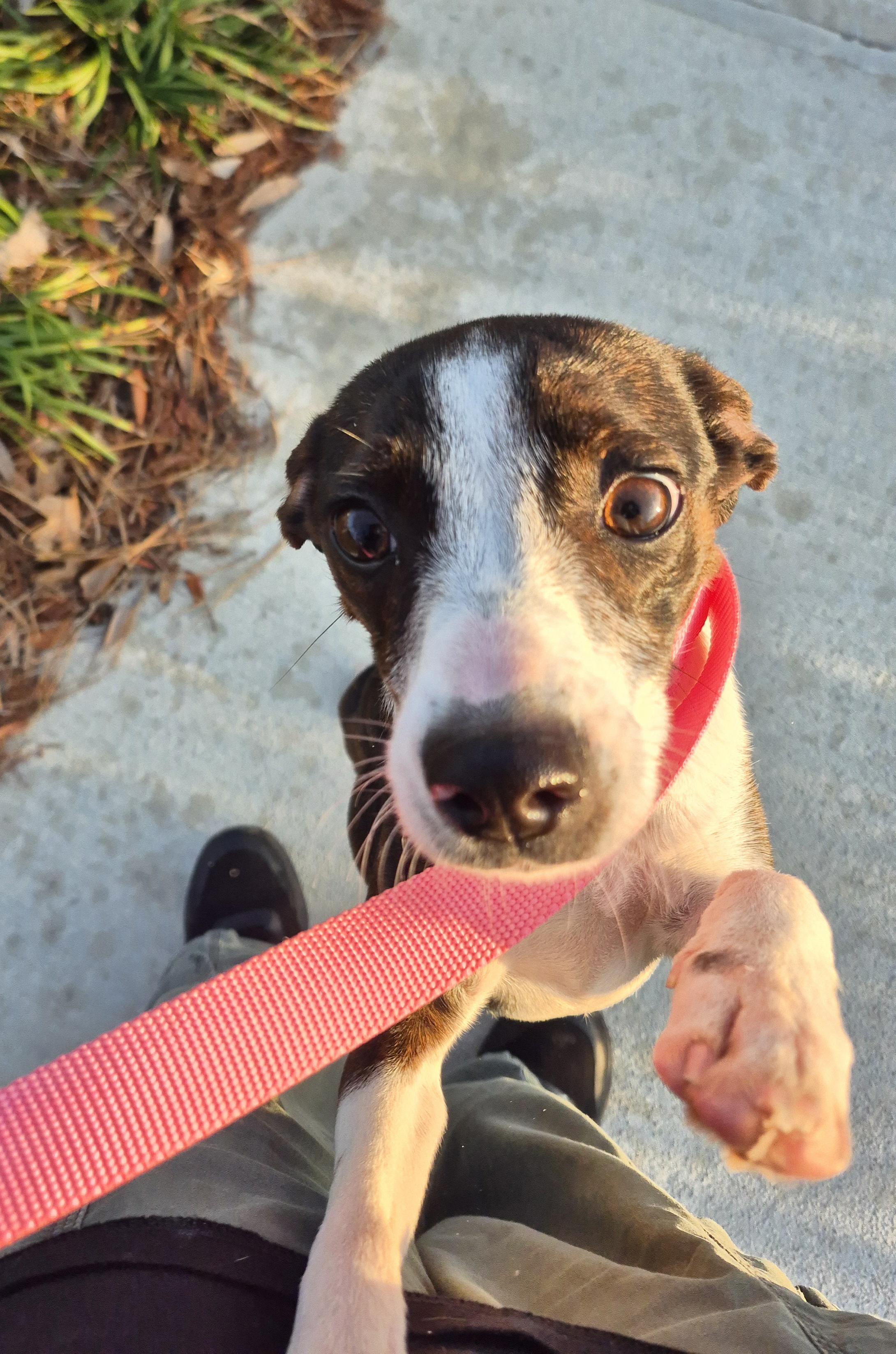 Enlarge Jenna Marbles , a ADOPTABLE mixed breed in metairie, LA image 4/5