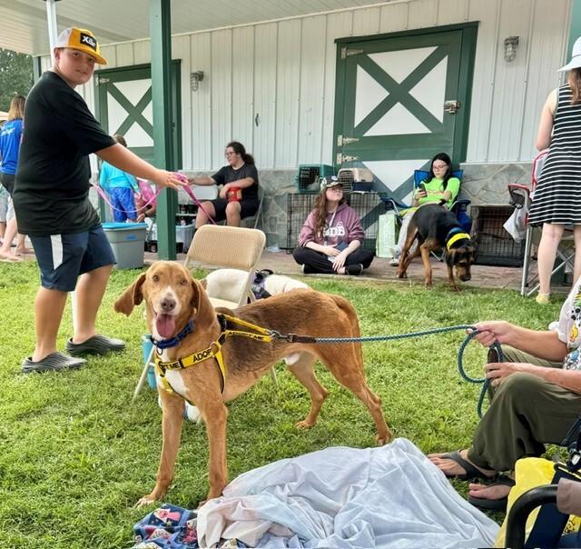 Rollo 3, Adoptable, Adult Male Redbone Coonhound.