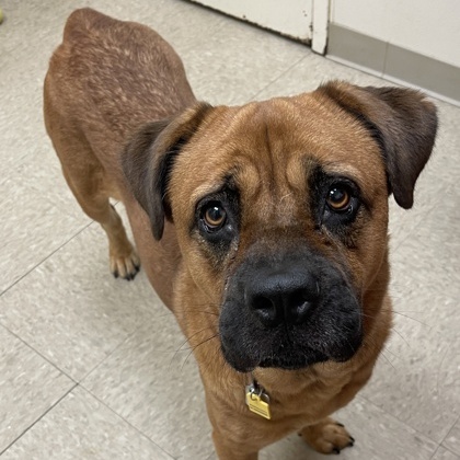 Bertha A0056151589, a Adoptable mixed breed in Hamilton, OH image 3/4