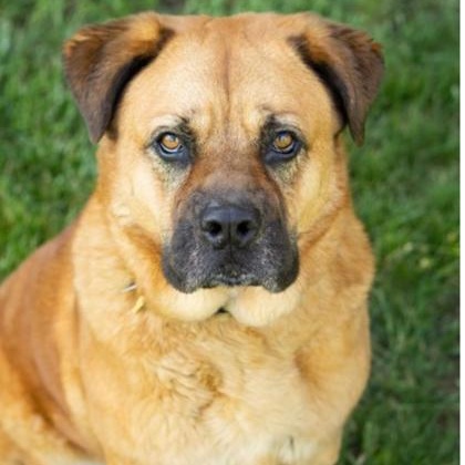 Bertha A0056151589, a Adoptable mixed breed in Hamilton, OH image 1/4