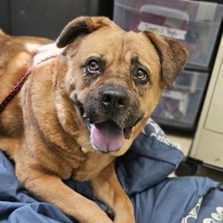 Bertha A0056151589, a Adoptable mixed breed in Hamilton, OH image 2/4