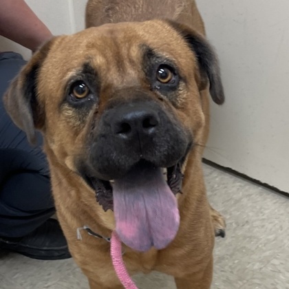 Bertha A0056151589, a Adoptable mixed breed in Hamilton, OH image 4/4