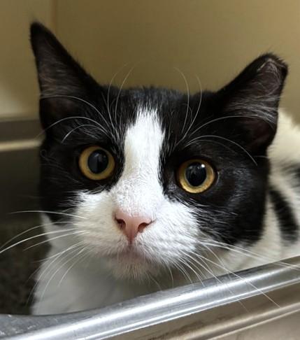 MOO MOO, Adoptable, Kitten Female Domestic Short Hair.