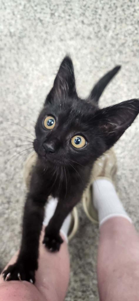 Uncle Sam, Adoptable, Kitten Male Domestic Short Hair.
