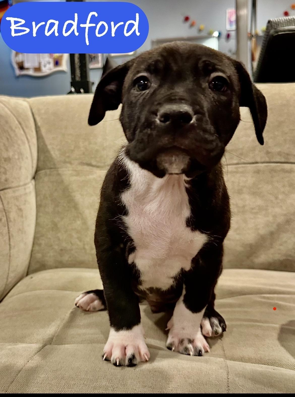 Bradford, adopted, Puppy Male Pit Bull Terrier.