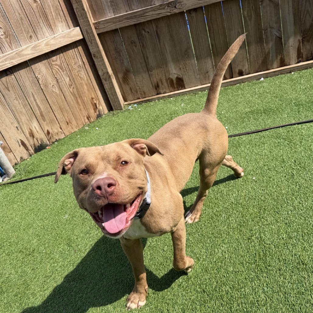 Chris, Adoptable, Young Male Mixed Breed.
