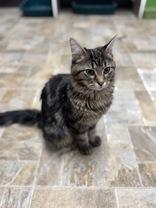 Enlarge Tala, a ADOPTABLE Domestic Long Hair in Dodgeville, WI image 3/3