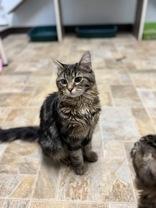 Enlarge Tala, a ADOPTABLE Domestic Long Hair in Dodgeville, WI image 2/3
