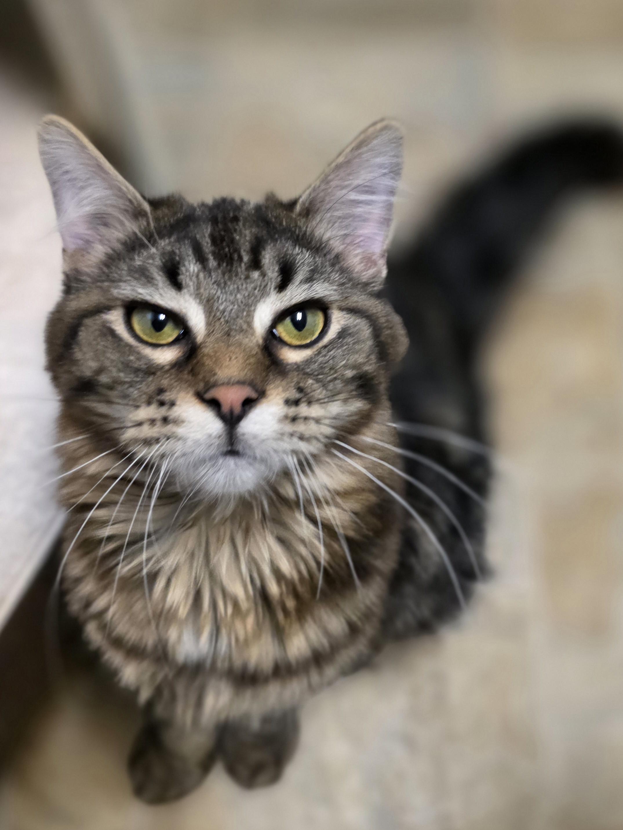 Enlarge Tala, a ADOPTABLE Domestic Long Hair in Dodgeville, WI image 1/3