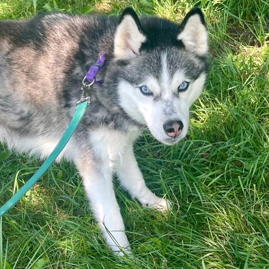 Enlarge Daisy Marie, a Adoptable mixed breed in Columbia Station, OH image 1/6