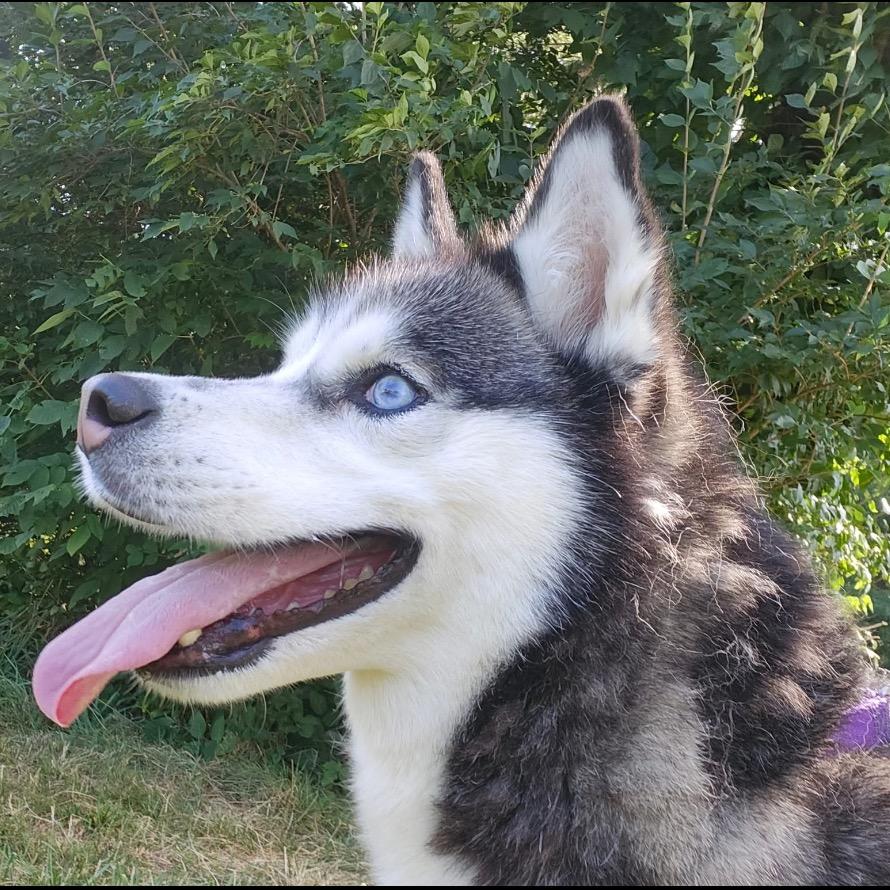 Enlarge Daisy Marie, a Adoptable mixed breed in Columbia Station, OH image 2/6