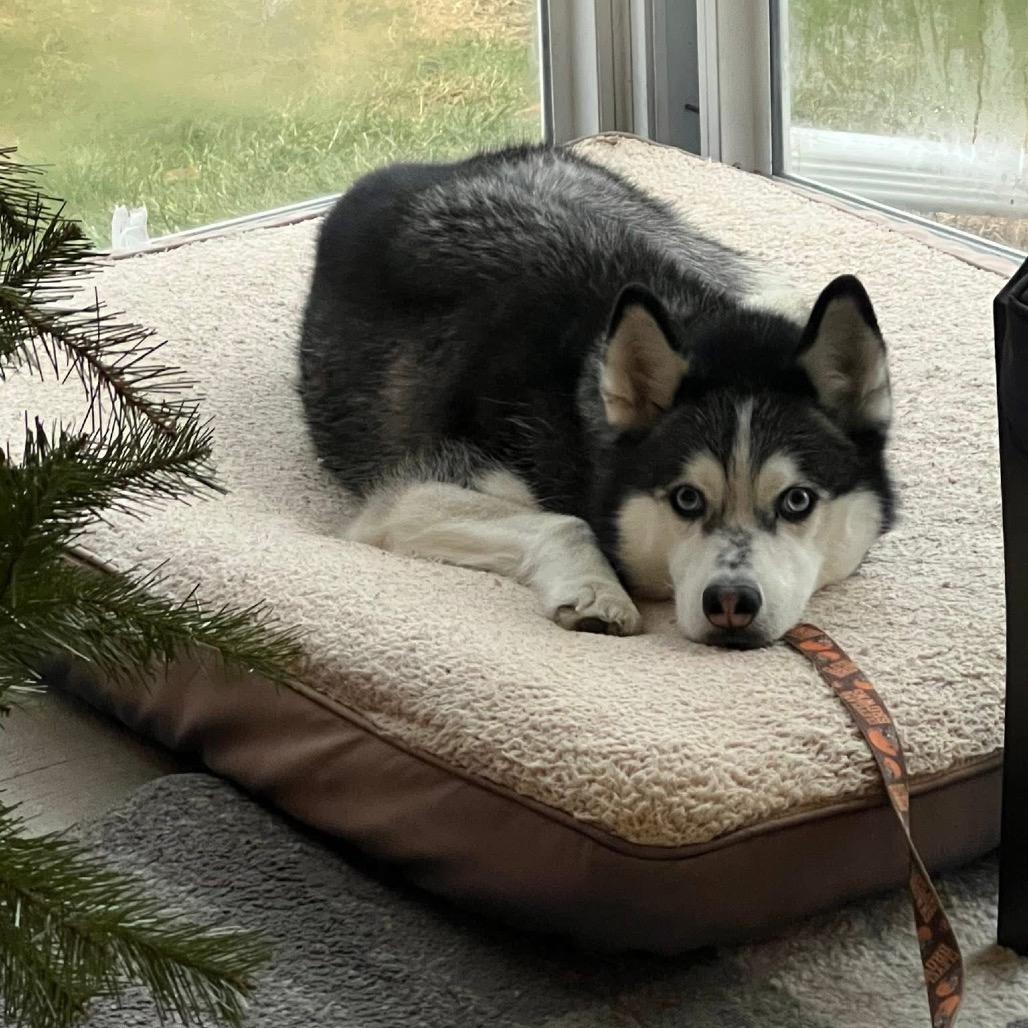 Enlarge Daisy Marie, a Adoptable mixed breed in Columbia Station, OH image 3/6