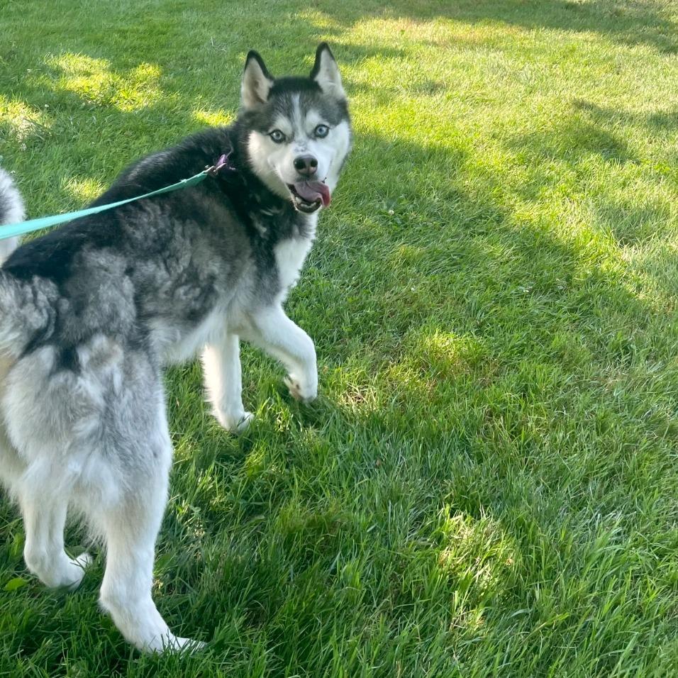 Enlarge Daisy Marie, a Adoptable mixed breed in Columbia Station, OH image 5/6