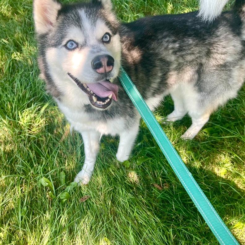 Enlarge Daisy Marie, a Adoptable mixed breed in Columbia Station, OH image 6/6