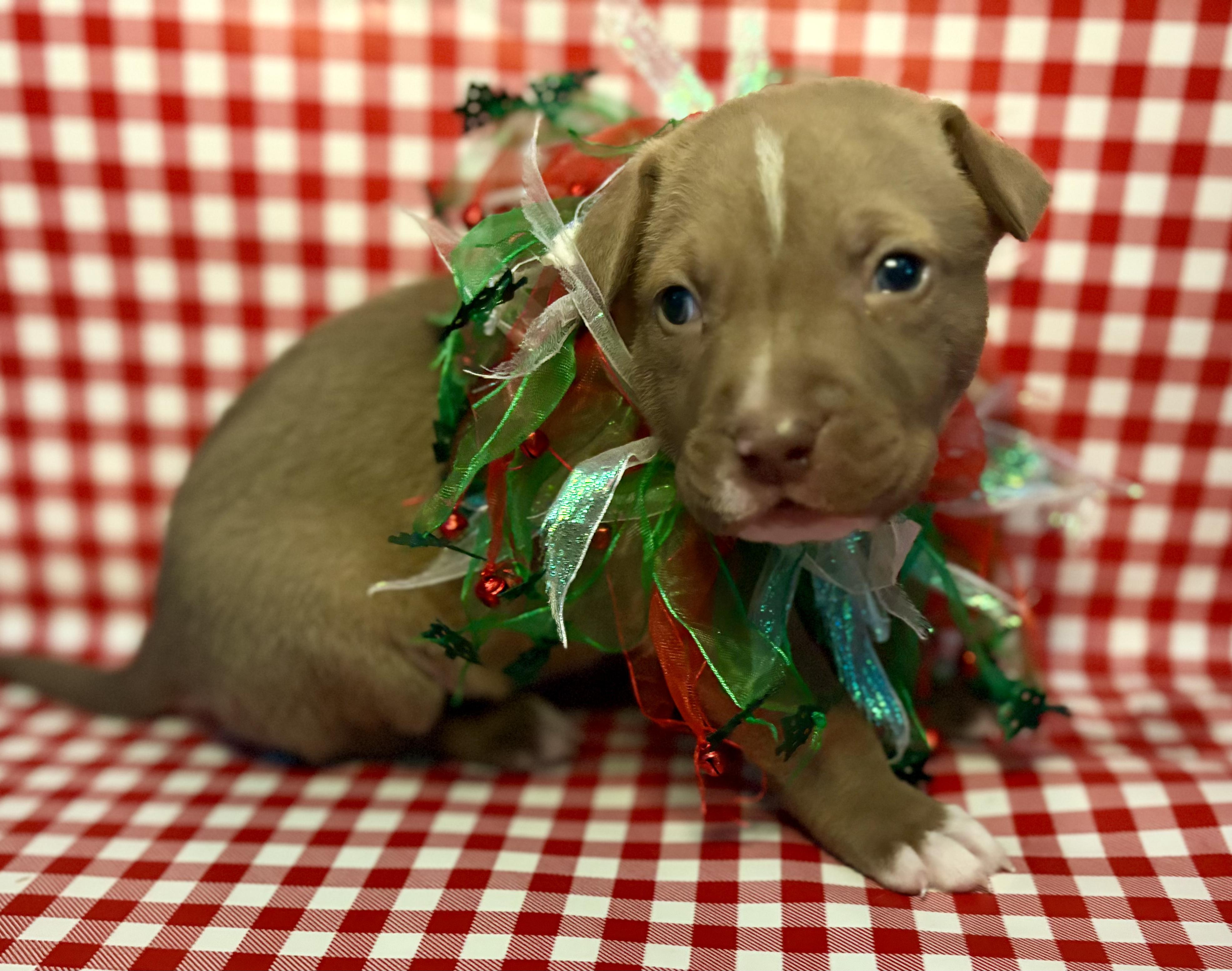 NEVILLE, a ADOPTABLE Pit Bull Terrier in San Diego, CA image 1/6