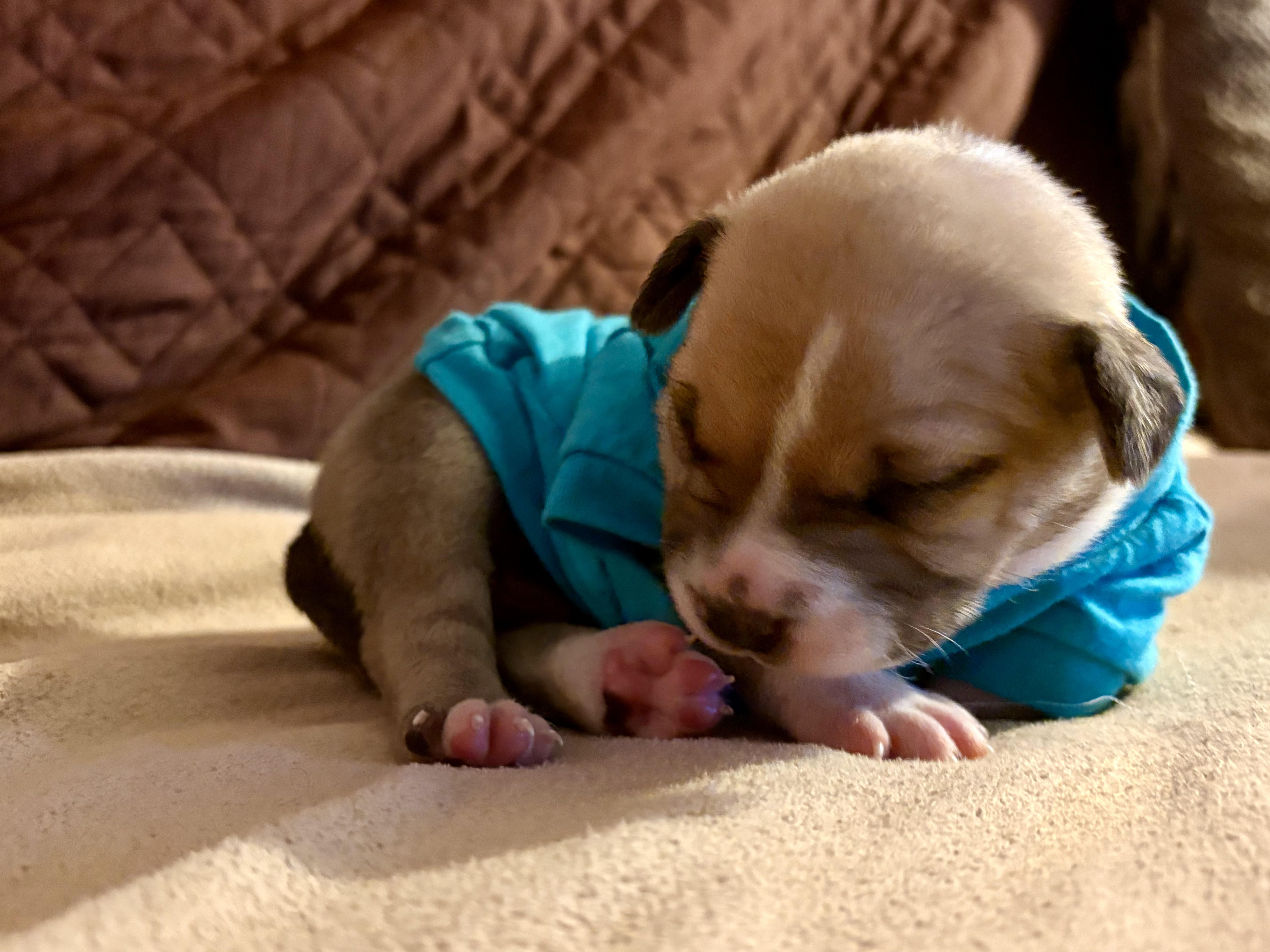 NEVILLE, a ADOPTABLE Pit Bull Terrier in San Diego, CA image 2/6