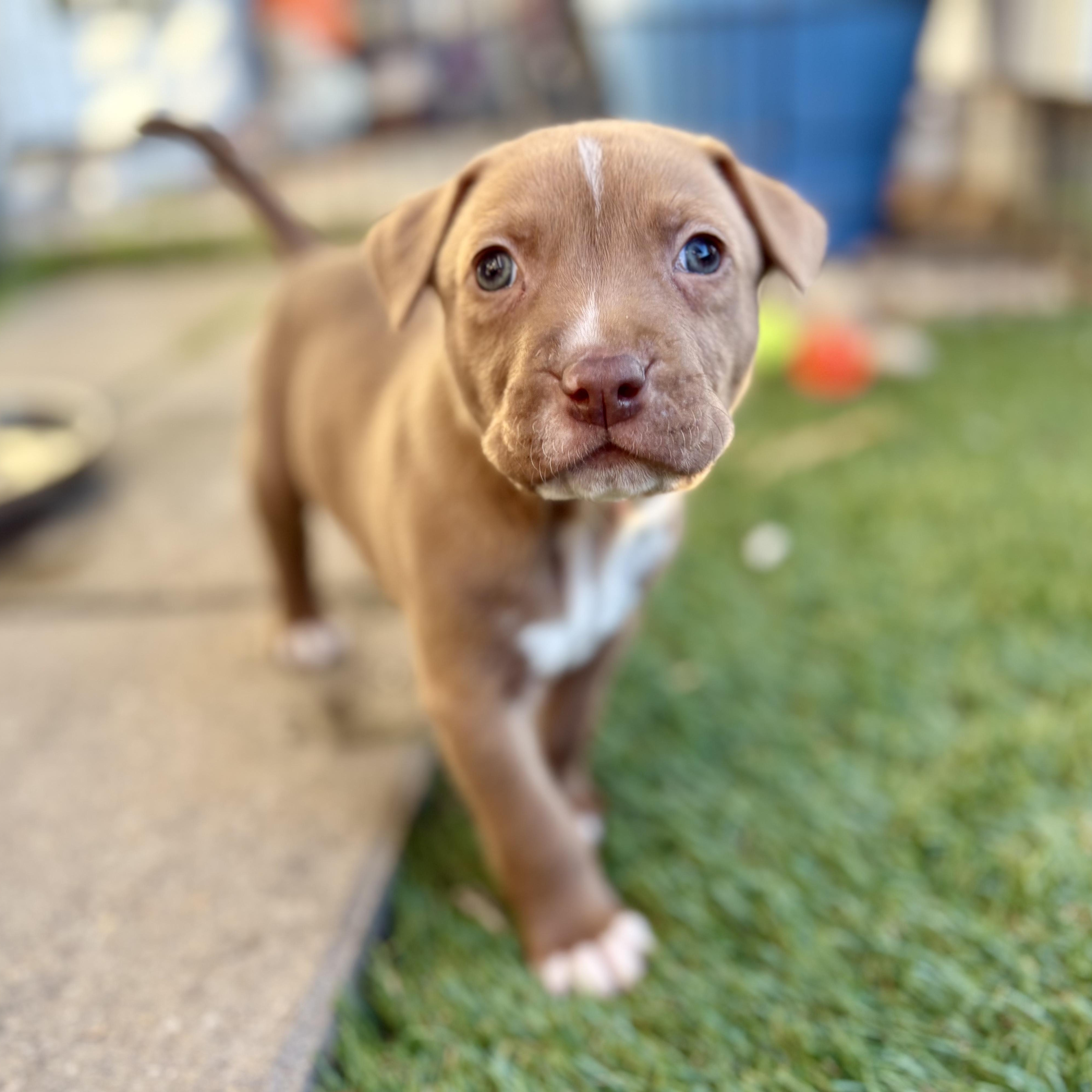Enlarge NEVILLE, a ADOPTABLE Pit Bull Terrier in San Diego, CA image 3/6