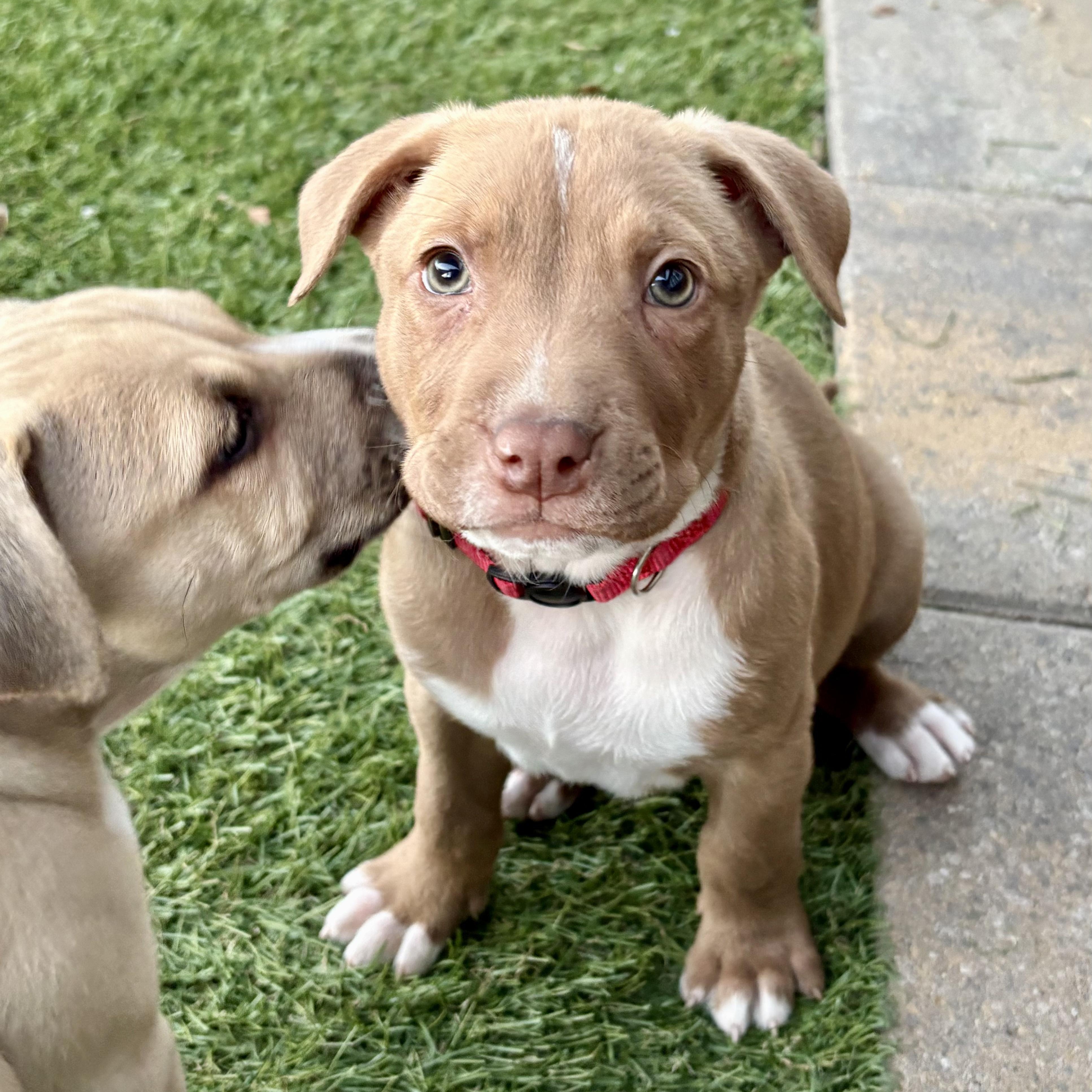 NEVILLE, ADOPTABLE, Puppy Male Pit Bull Terrier.