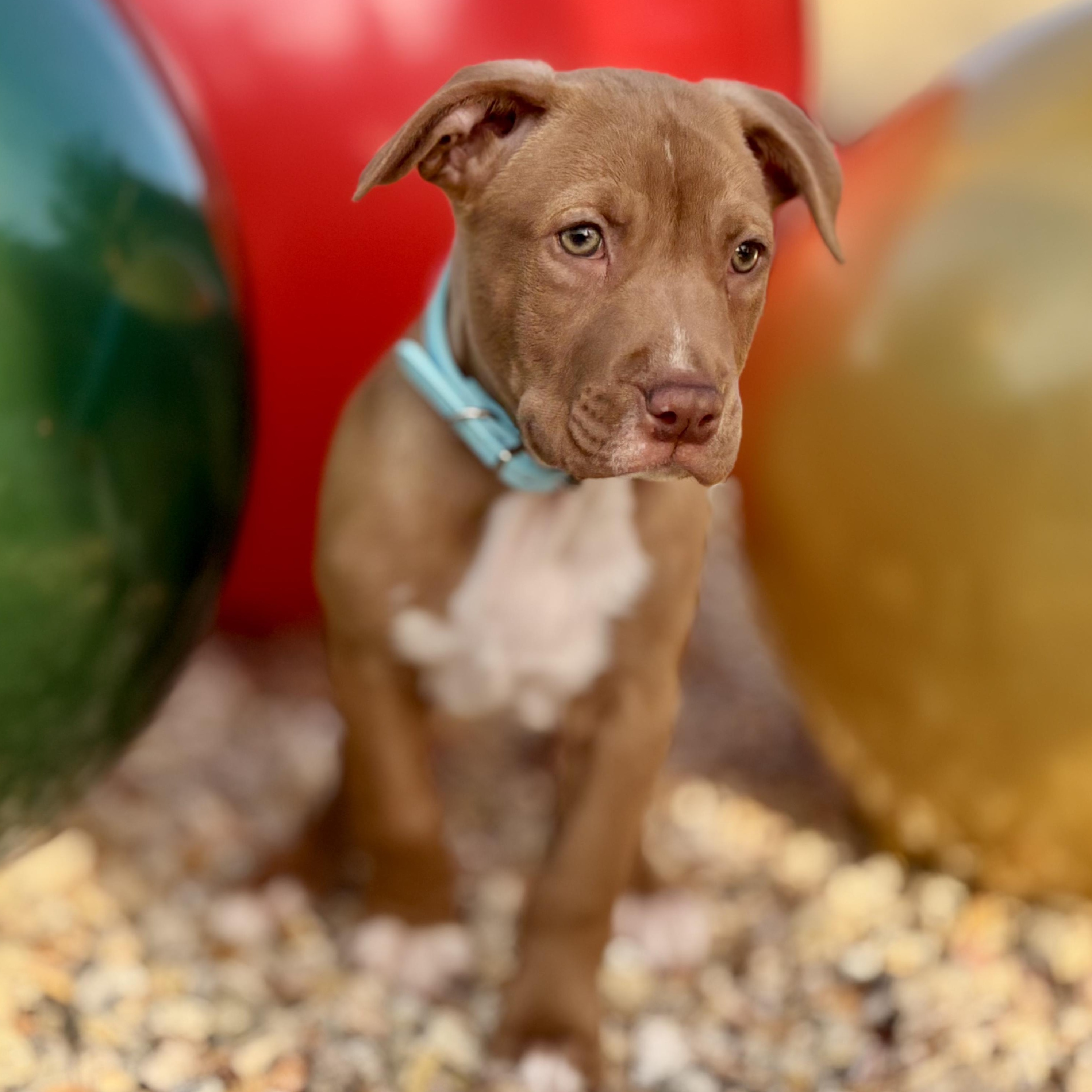 Enlarge NEVILLE, a ADOPTABLE Pit Bull Terrier in San Diego, CA image 2/6