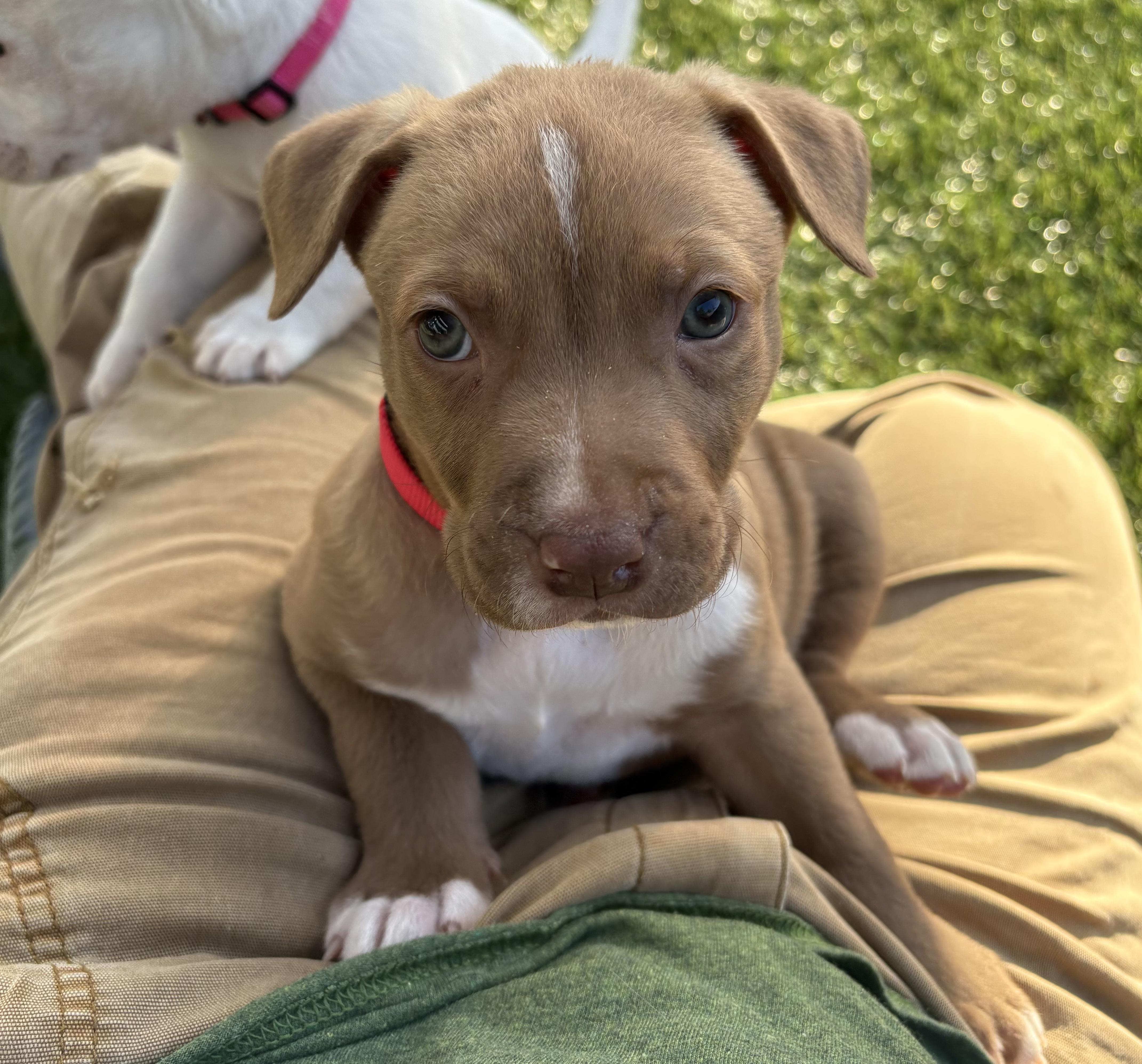 NEVILLE, a ADOPTABLE Pit Bull Terrier in San Diego, CA image 3/6